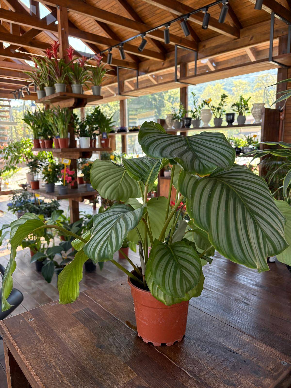 Calathea