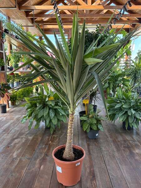 YUCCA