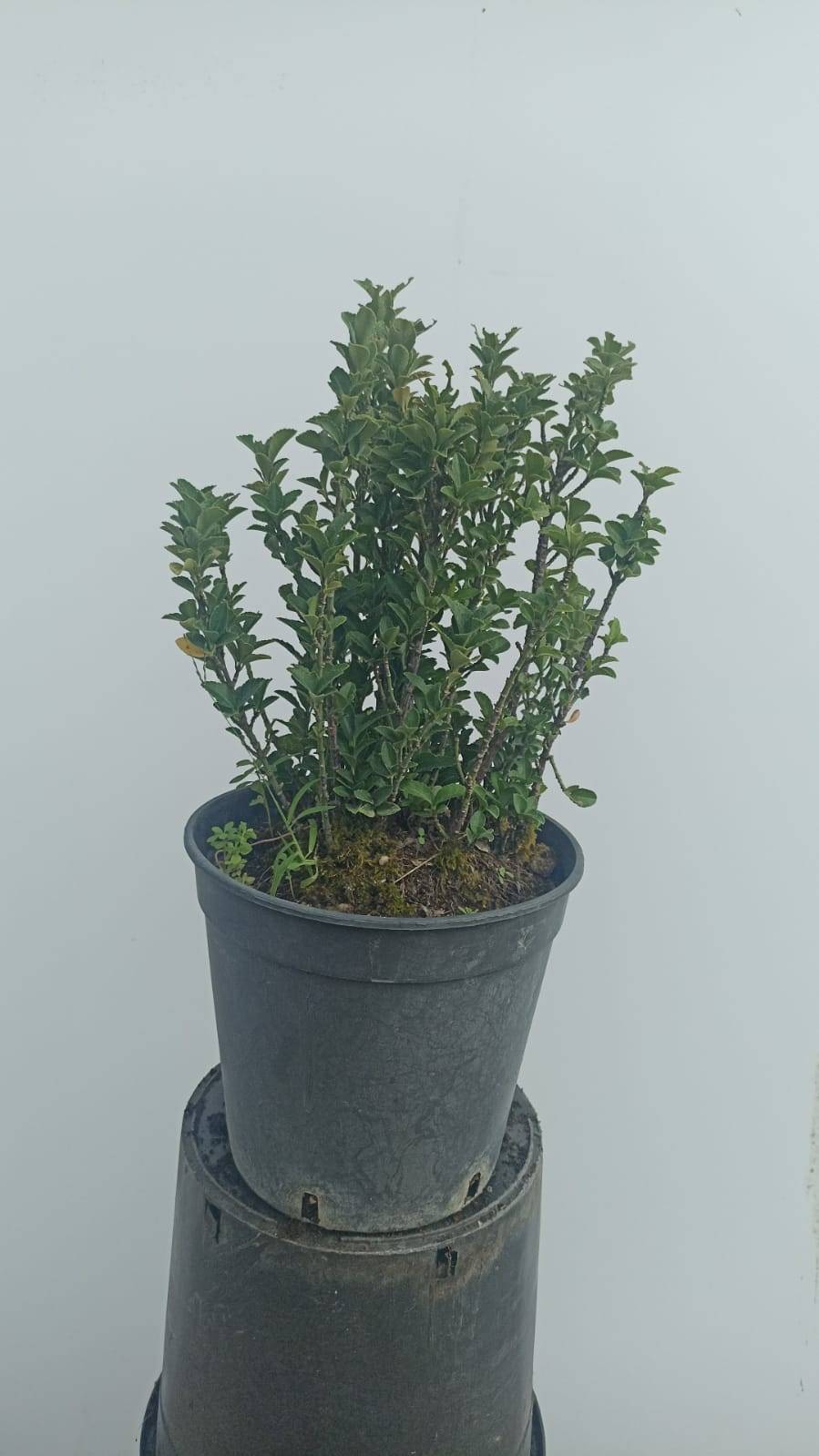 Euonymus Japonıcus Green Spıre