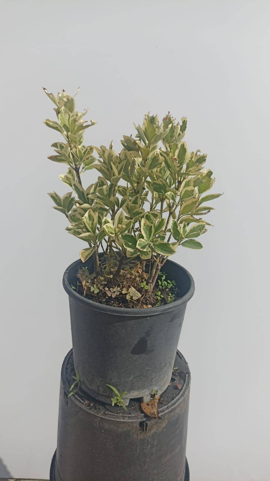 Euonymus Japonica Bravo