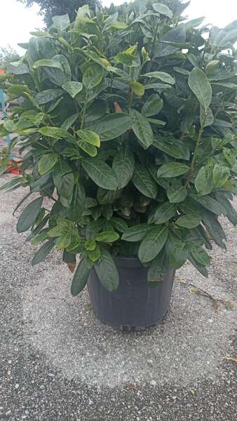 Prunus Laurocerasus Novita