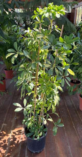 SCHEFFLERA