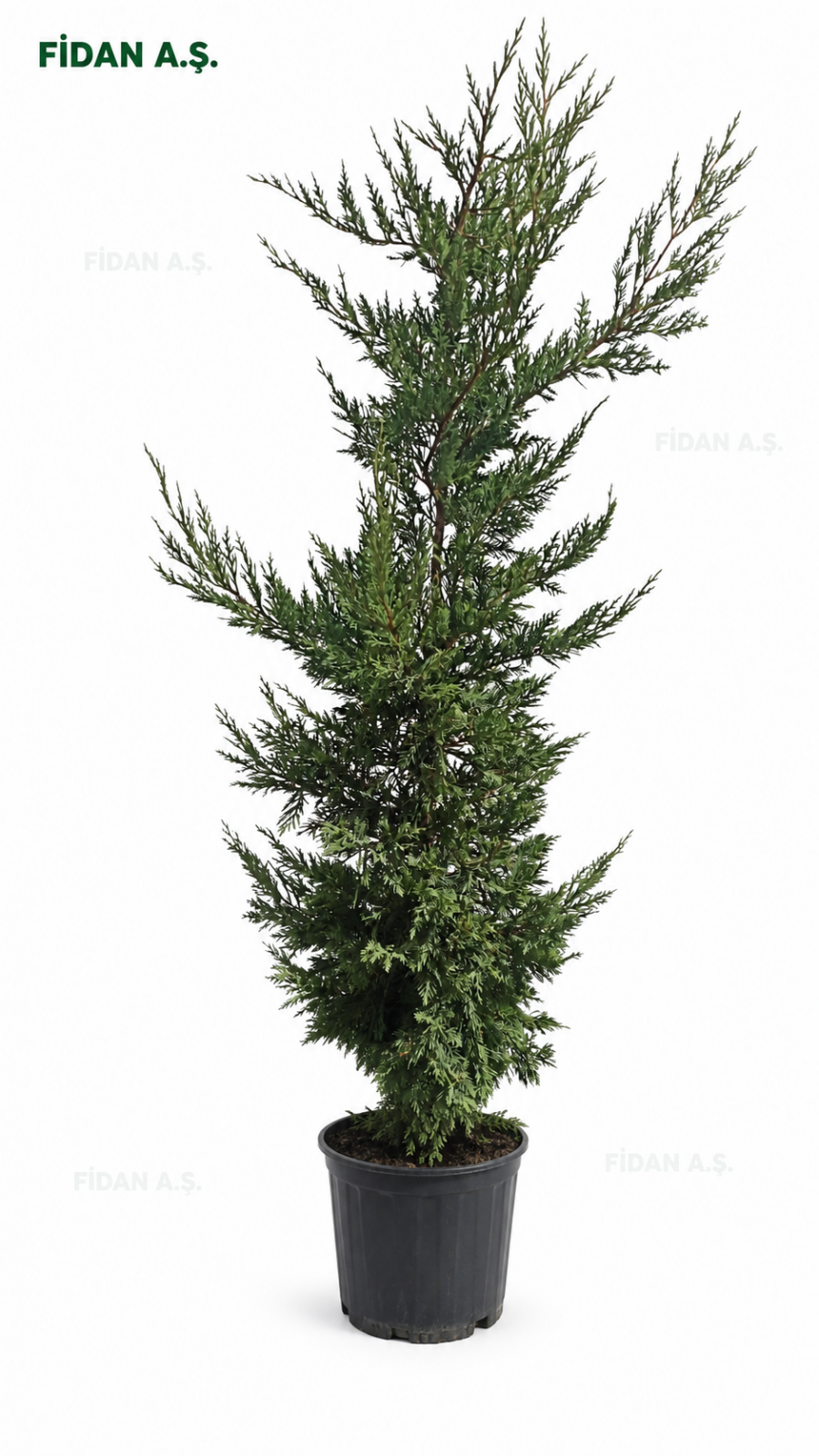 Cupressocyparis leylandii 