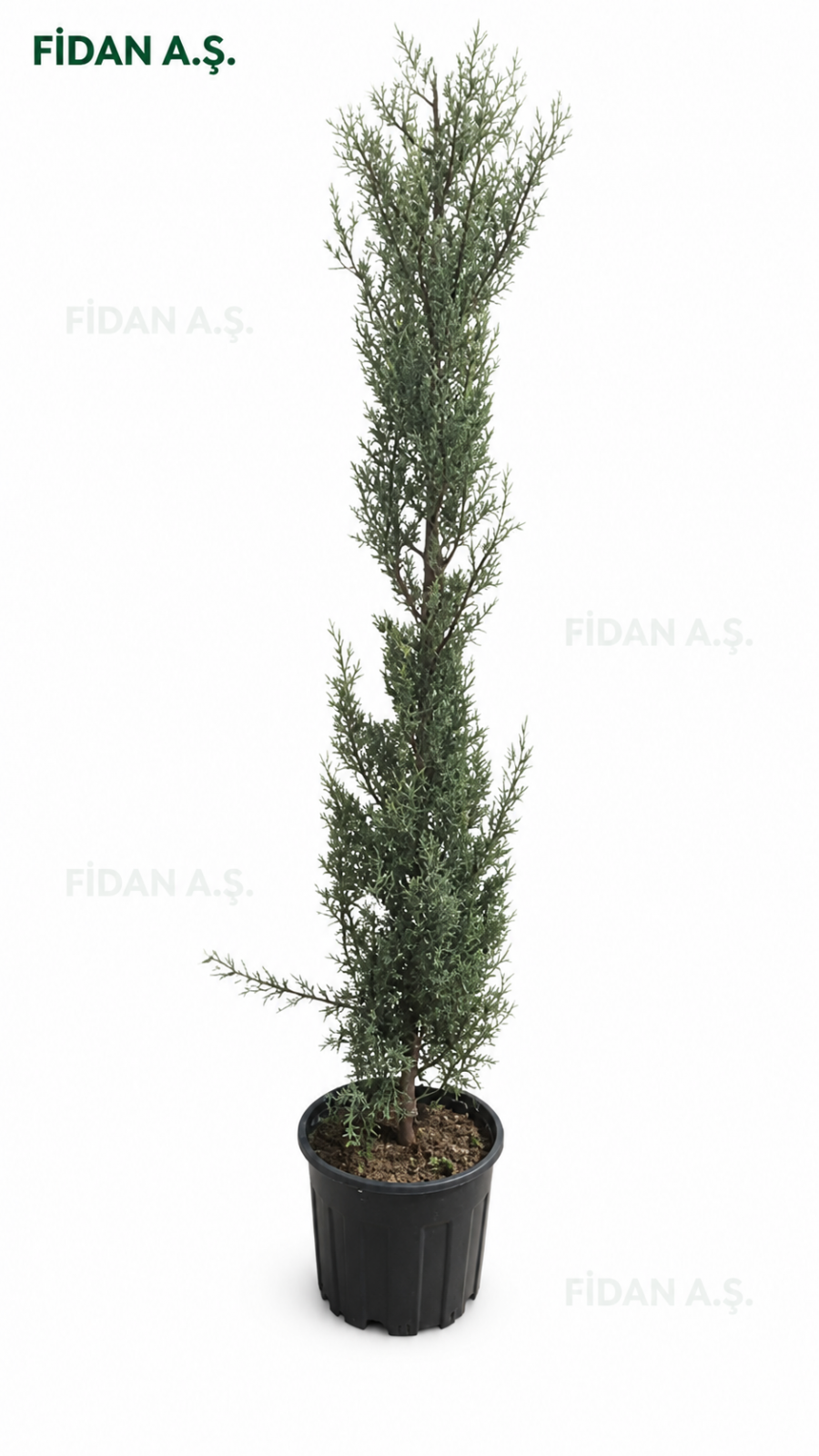 Cupressus arizonica glauca