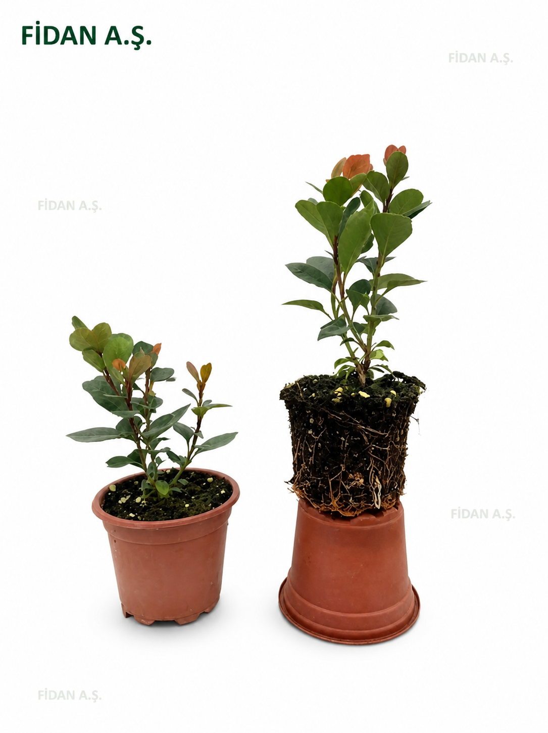 Photinia x Fraseria Red Robin