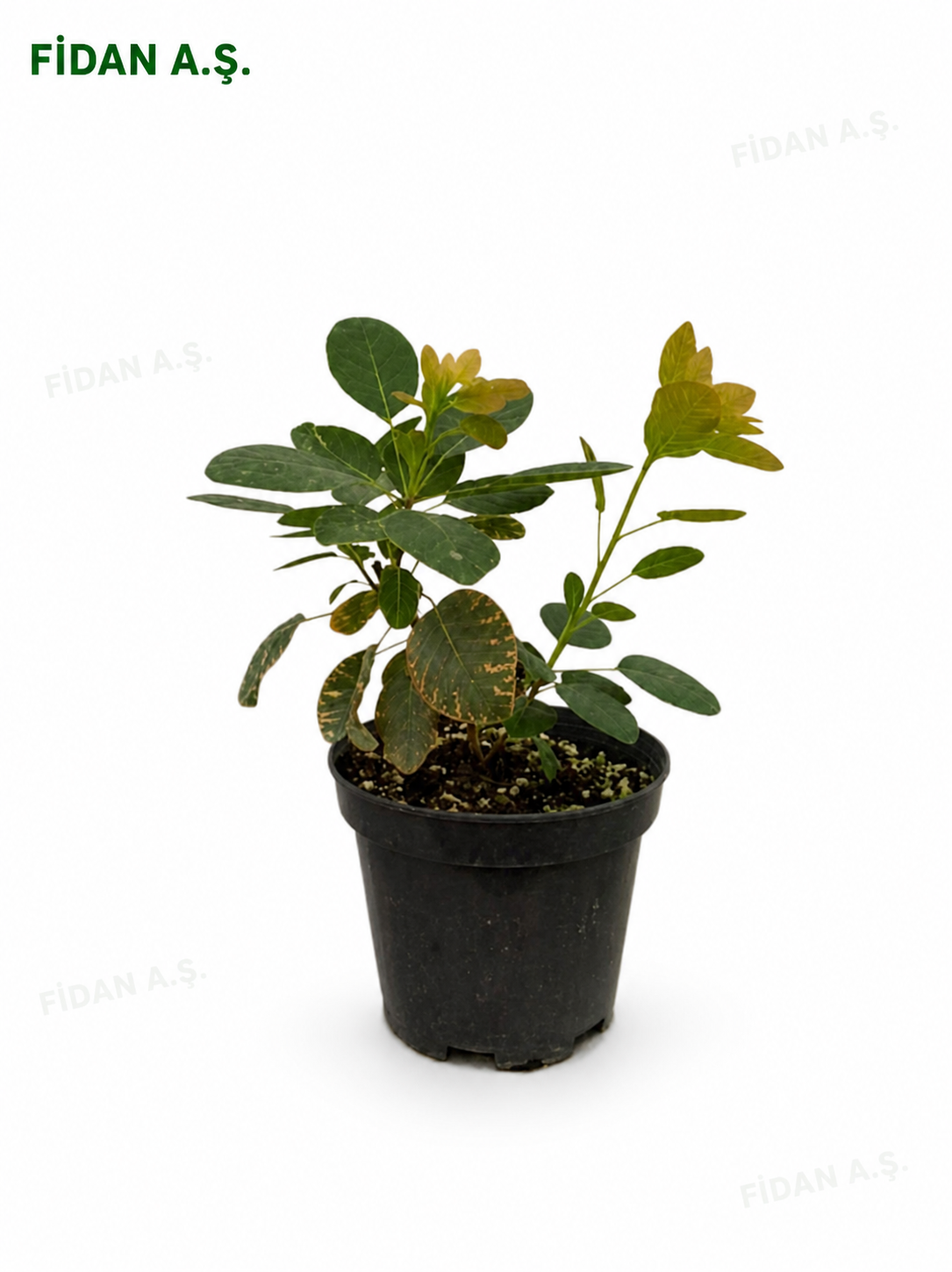 Cotinus Coggygria