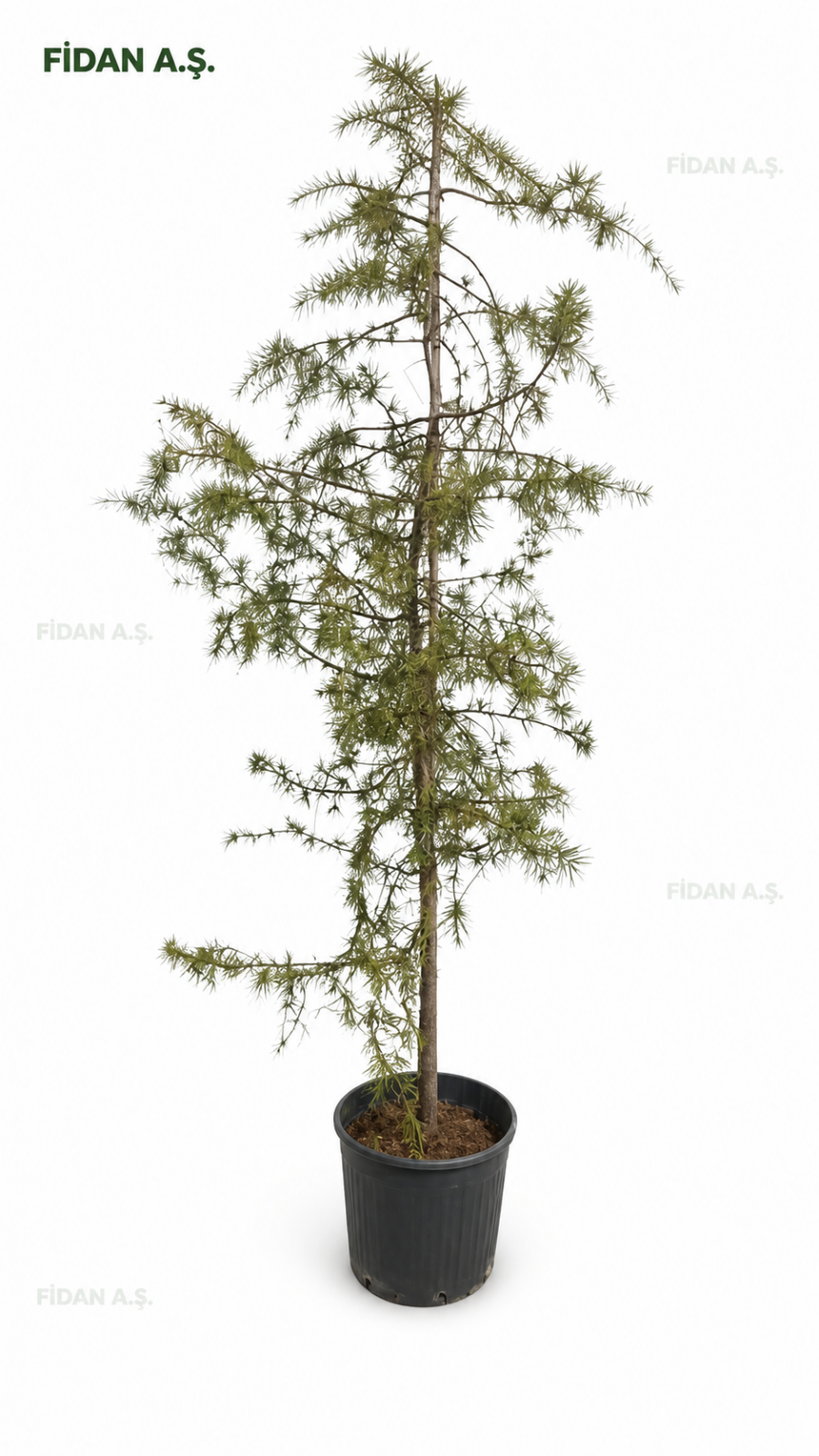 Cedrus Deodora