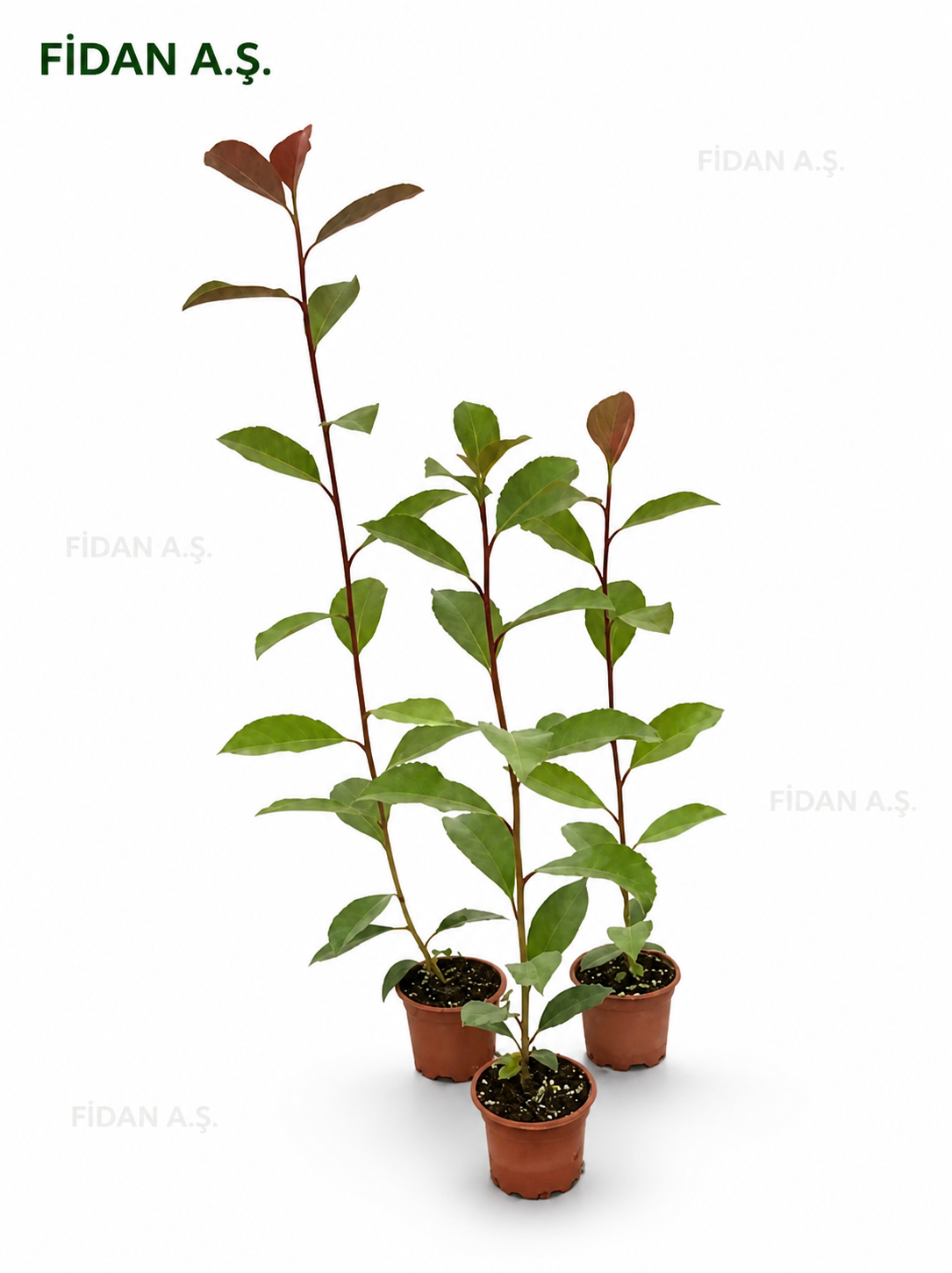 Photinia Fraseri Red Robin