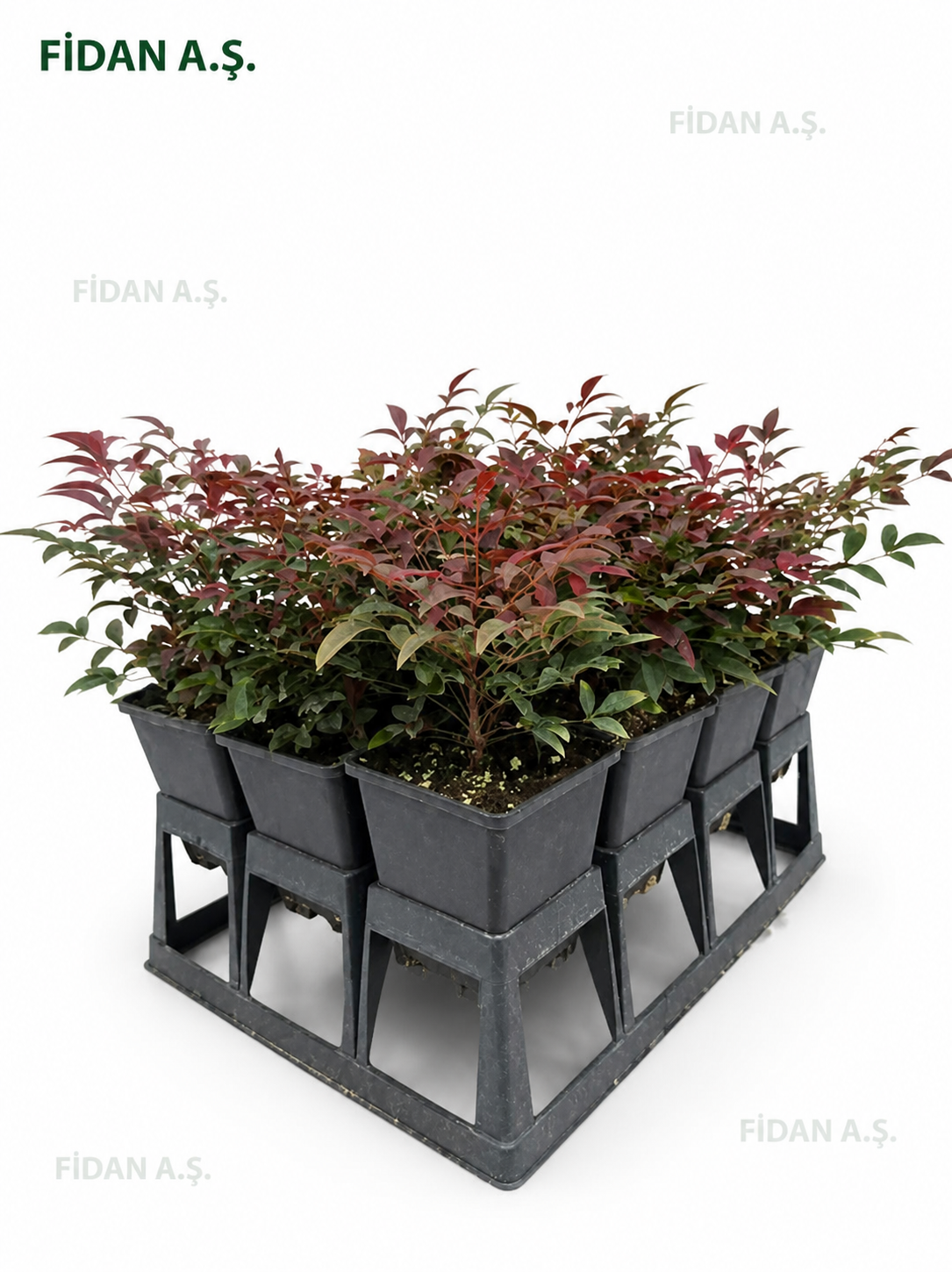 Nandina6