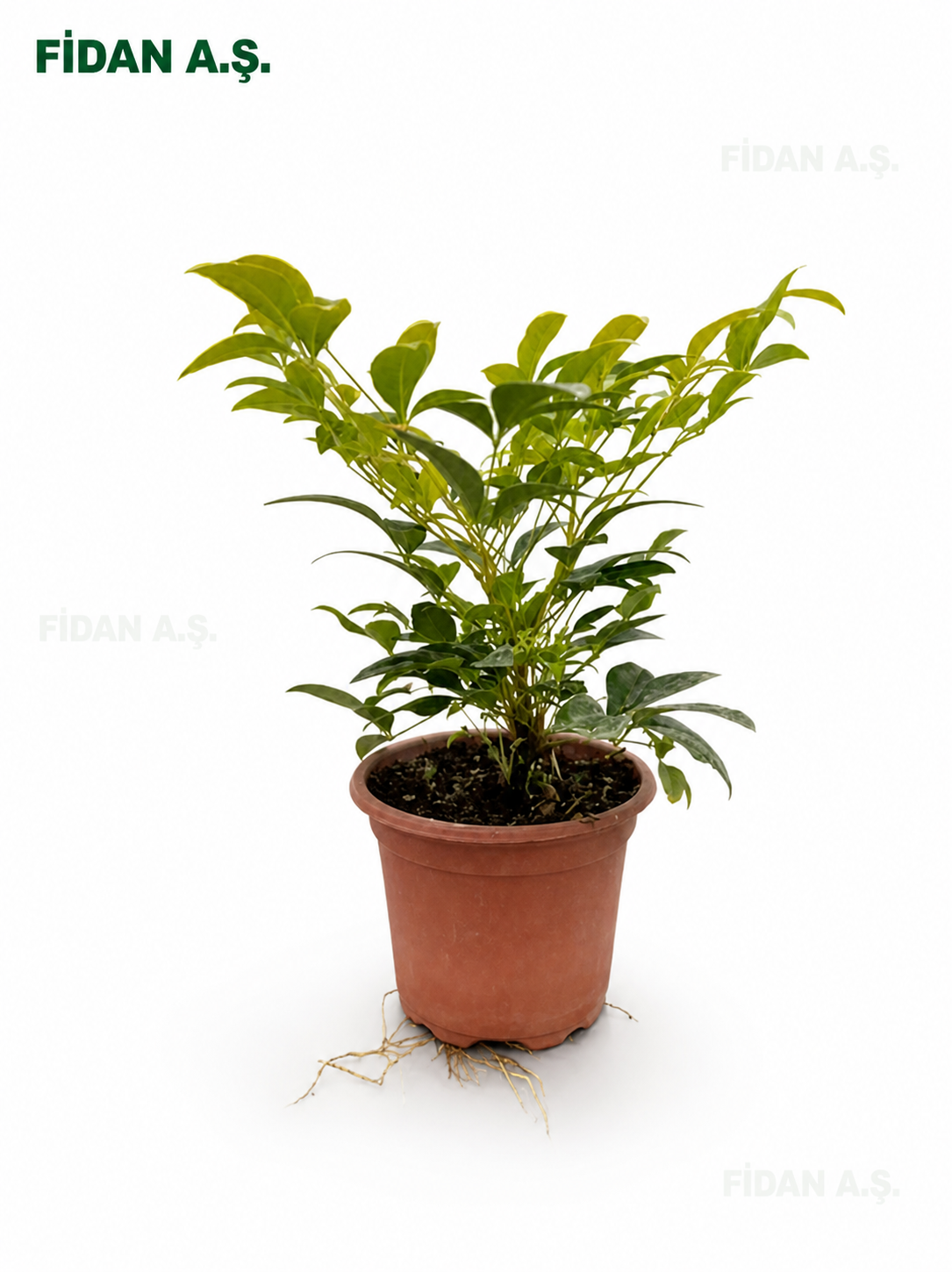 Nandina gulf stream