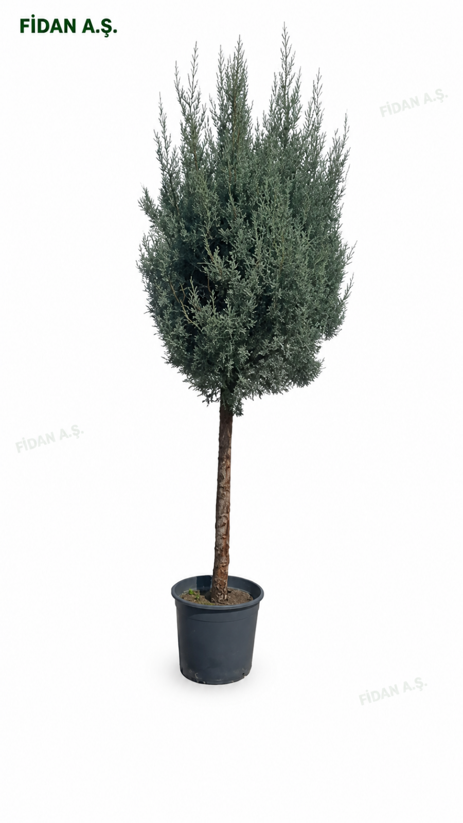 Cupressus arizonica glauca 1 ball