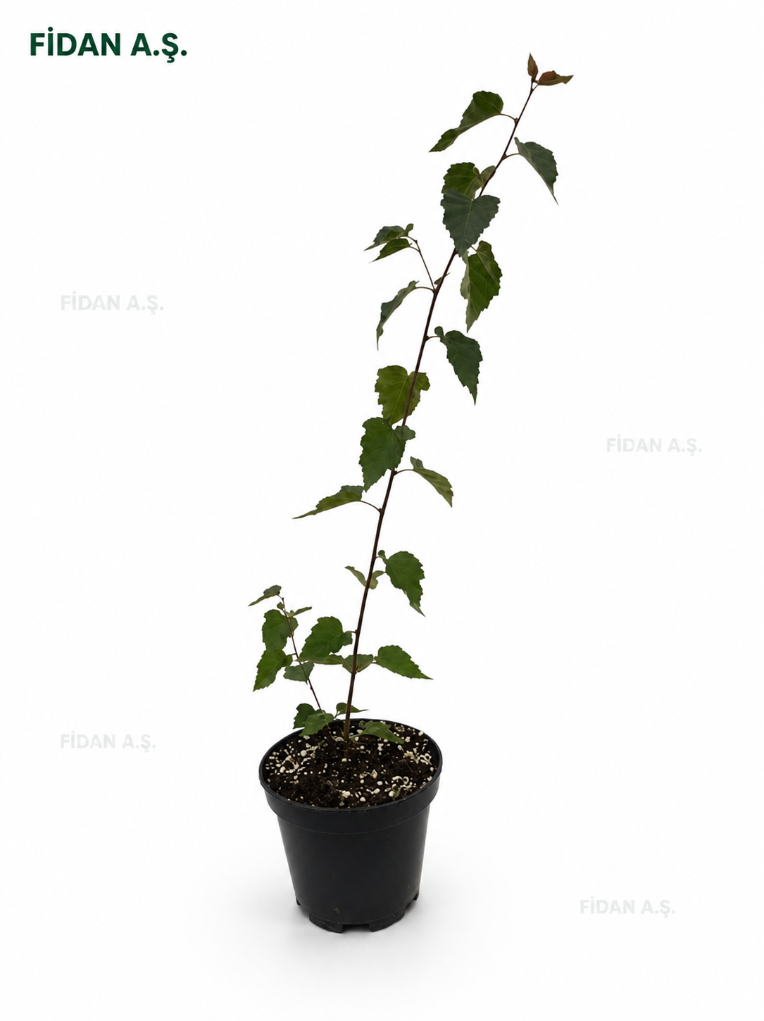Betula Pentula