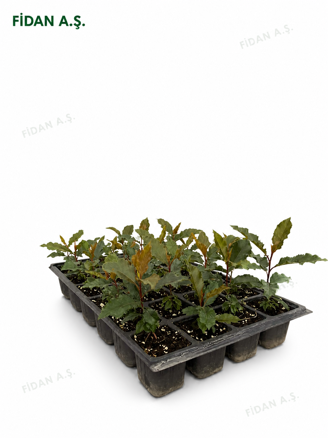 Photinia x Fraseri Magıcal Volcano