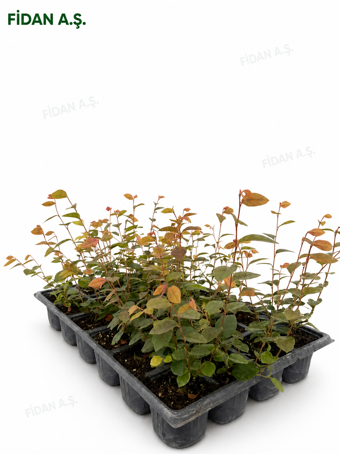 Loropetalum Chinense