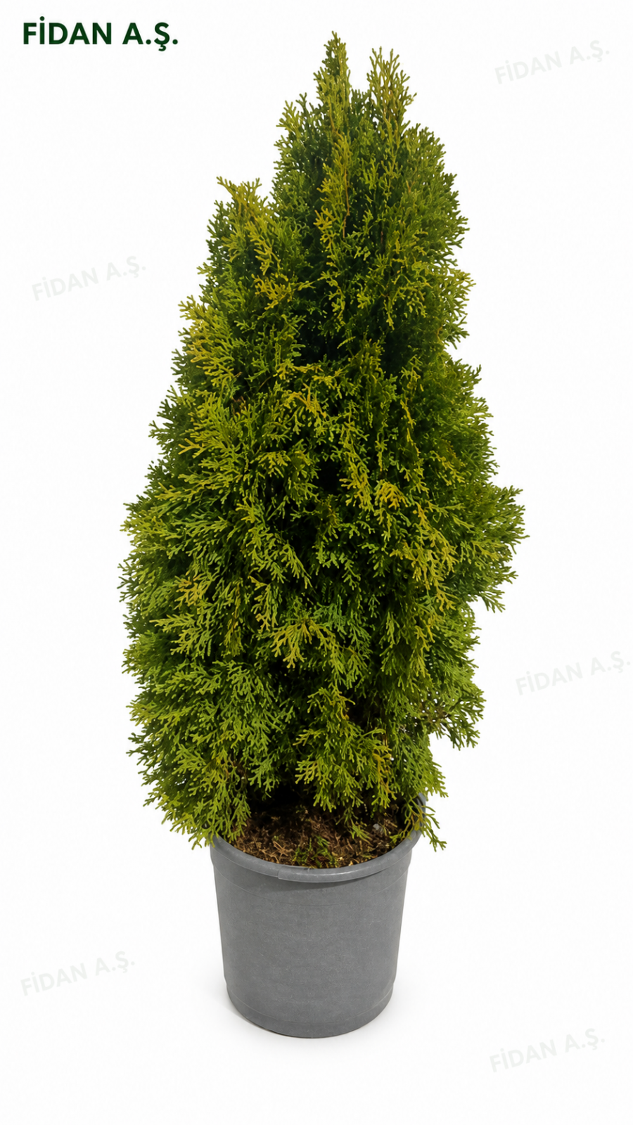 Smaragd Thuja Occidentalis