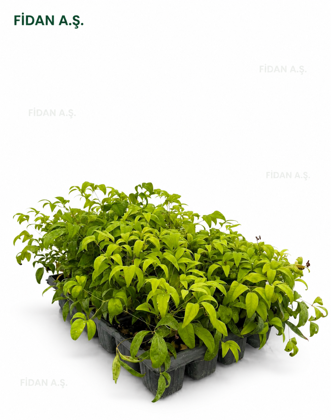 Nandina firepower