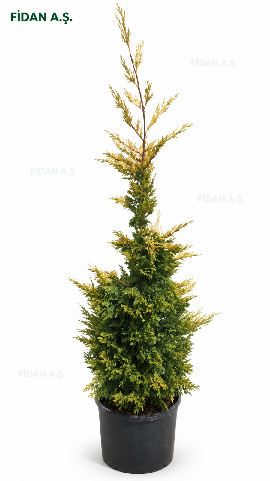 Cupressocyparis leylandii gold rider