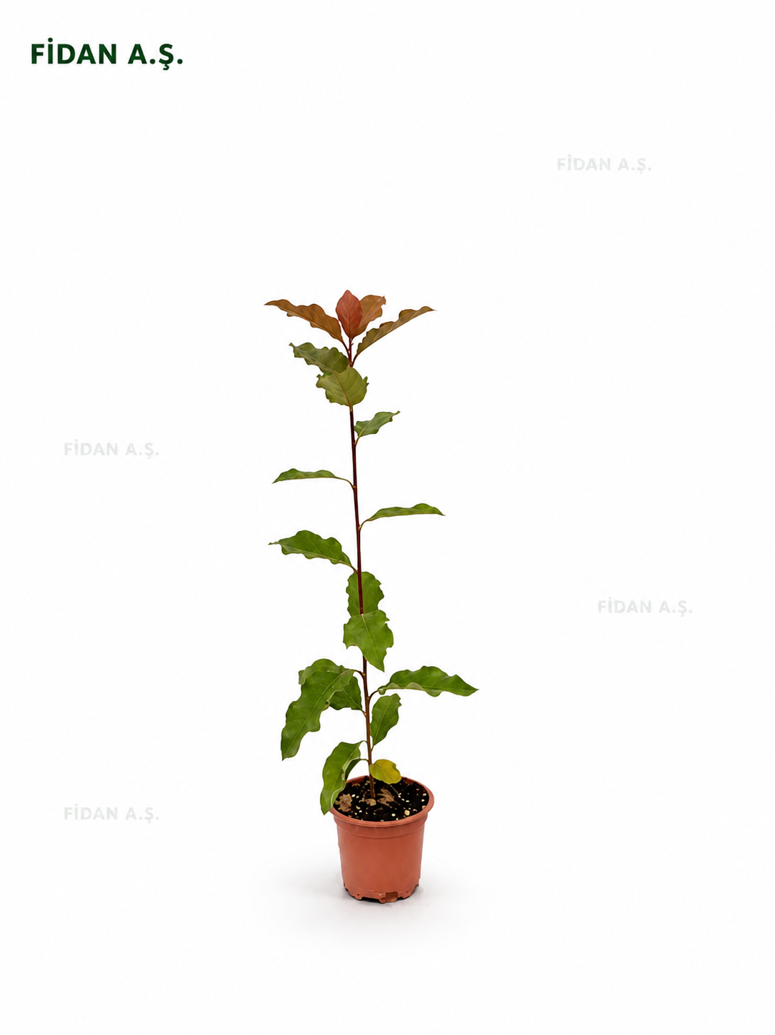 Photinia x Fraseri Magıcal Volcano