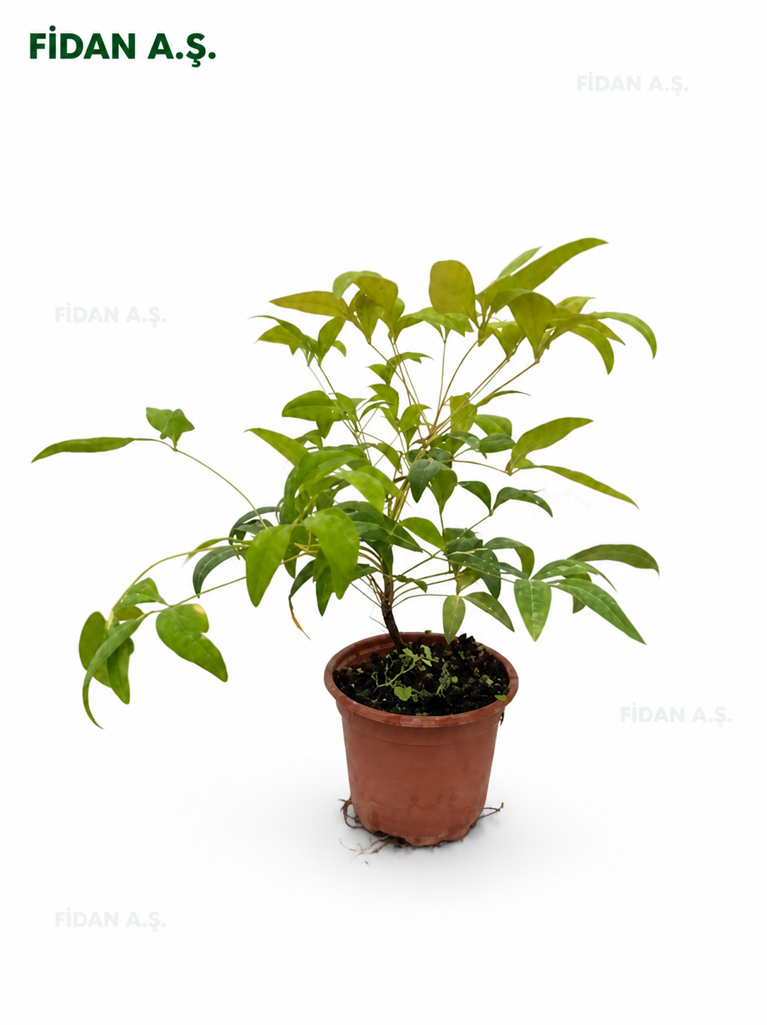Nandina Frepower