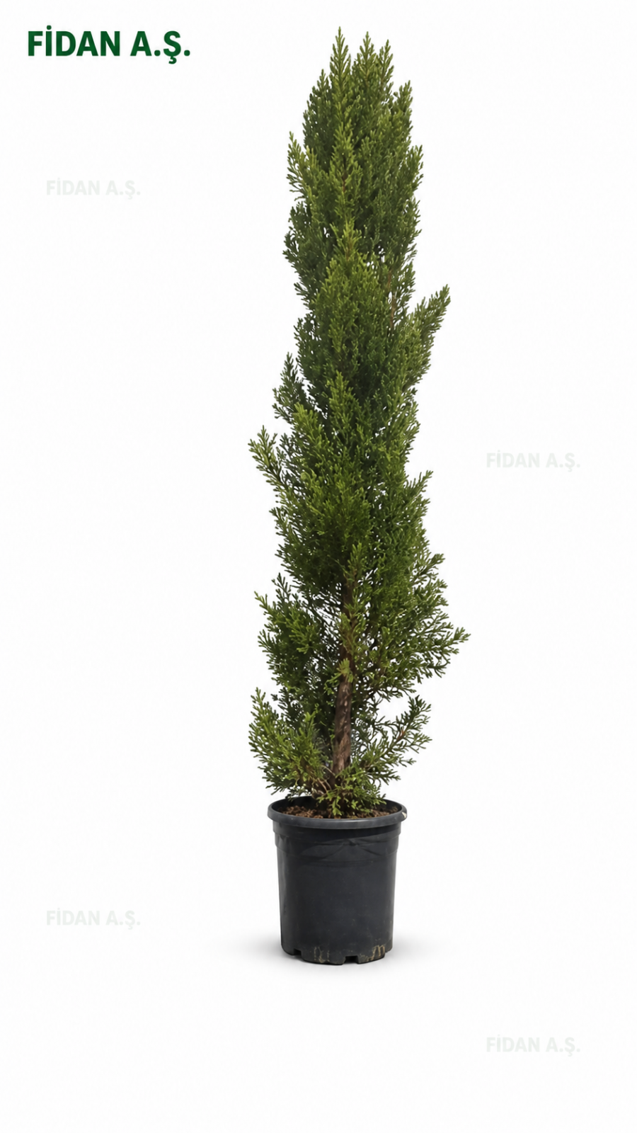 Cupressus macrocarpa goldcrest