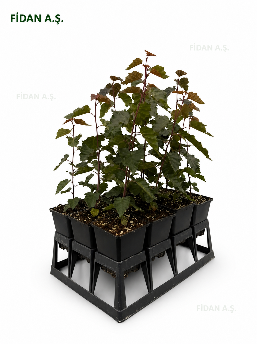 Betula Pentula