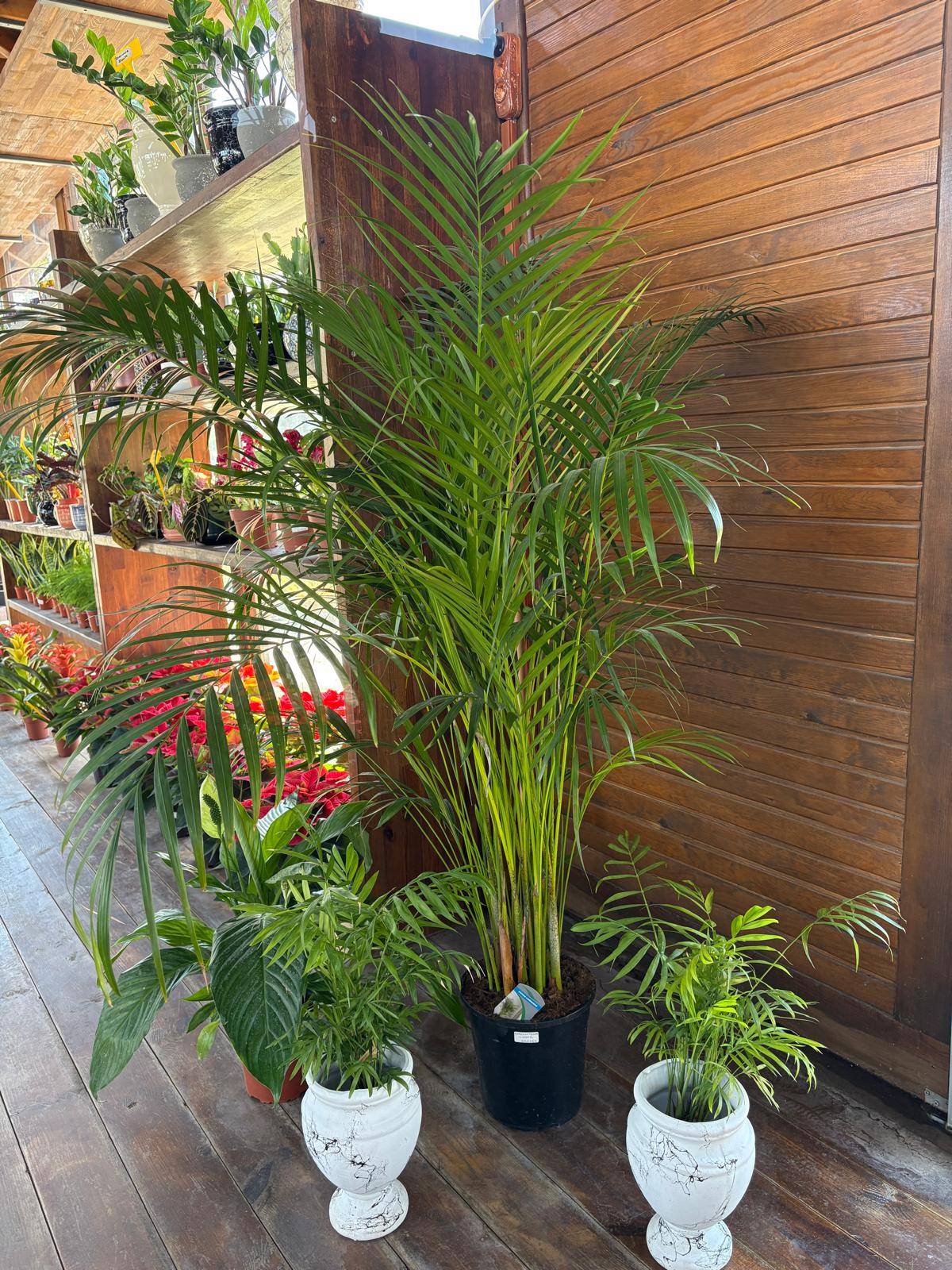 Areca Palmiyesi 