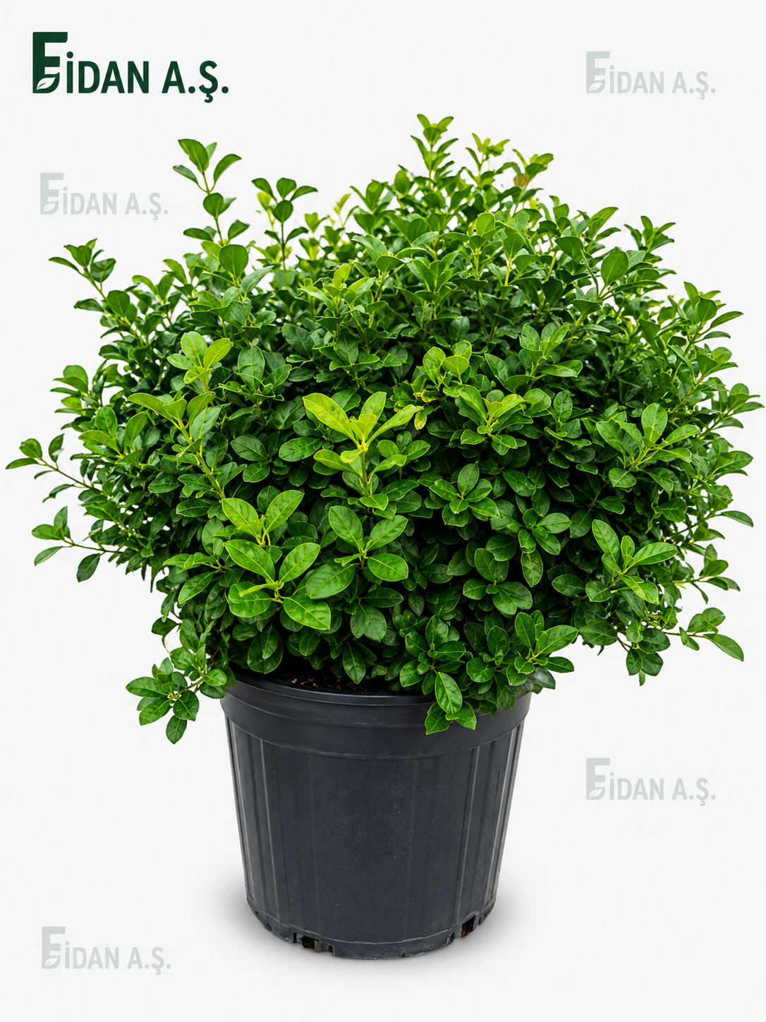 Euonymus Japonica PS.