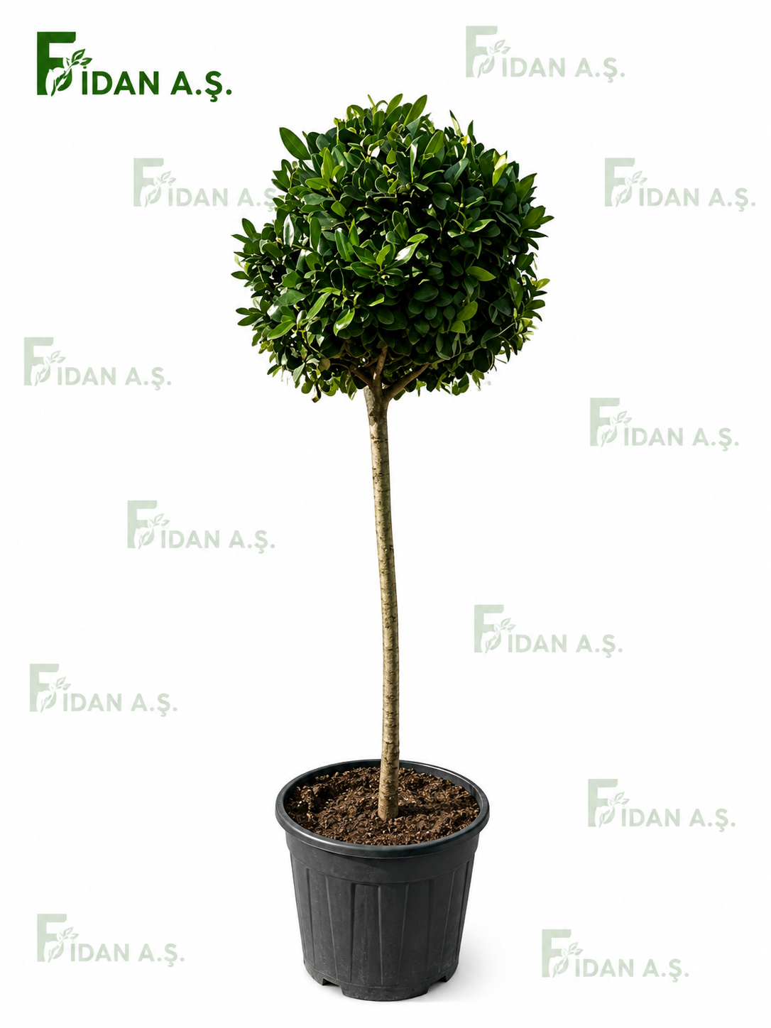  Ligustrum Texanum Stem