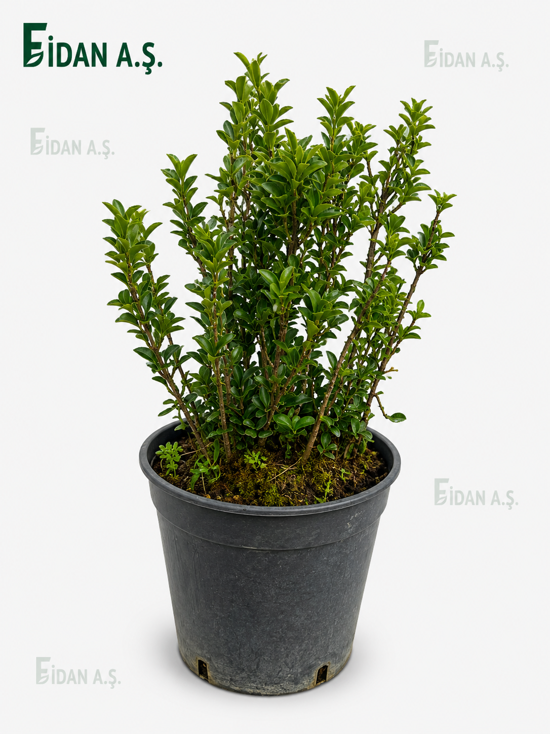 Euonymus Japonıcus Green Spıre