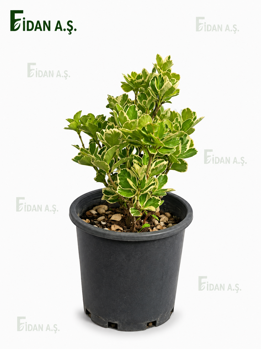 Euonymus Japonica Katy