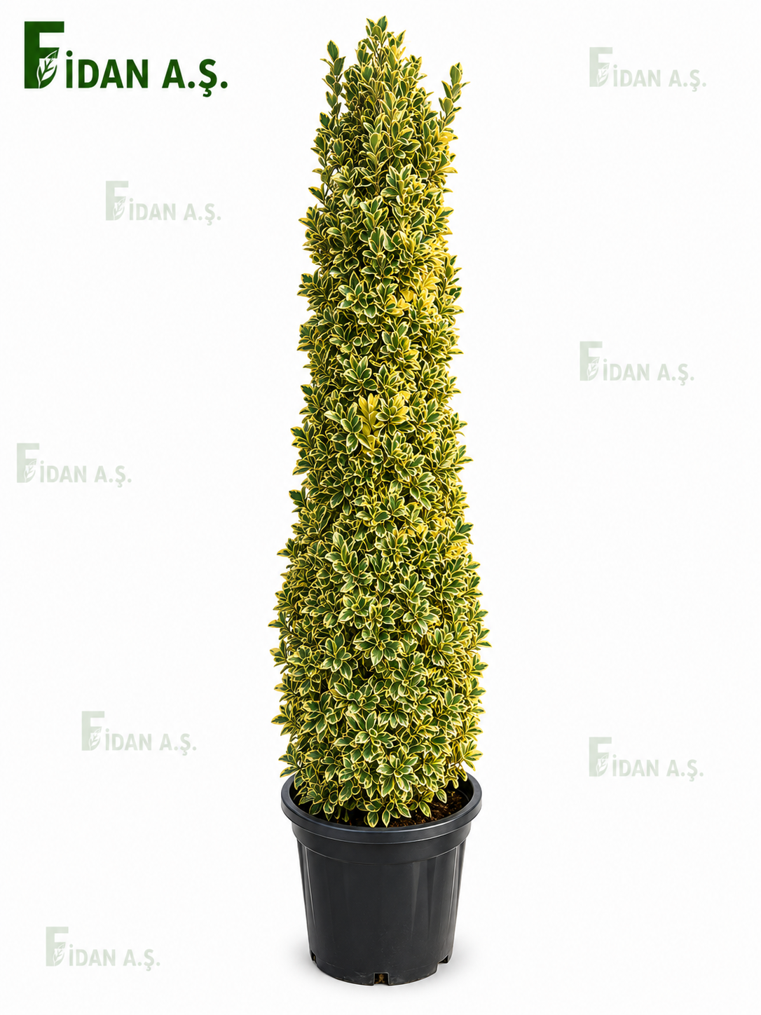 Euonymus Japonica Bravo Pyramidalis