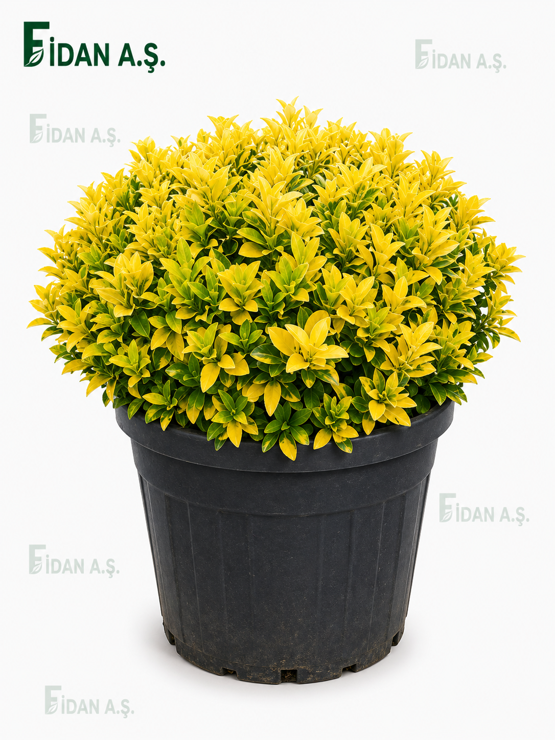 Euonymus Japonica Gold Compacta