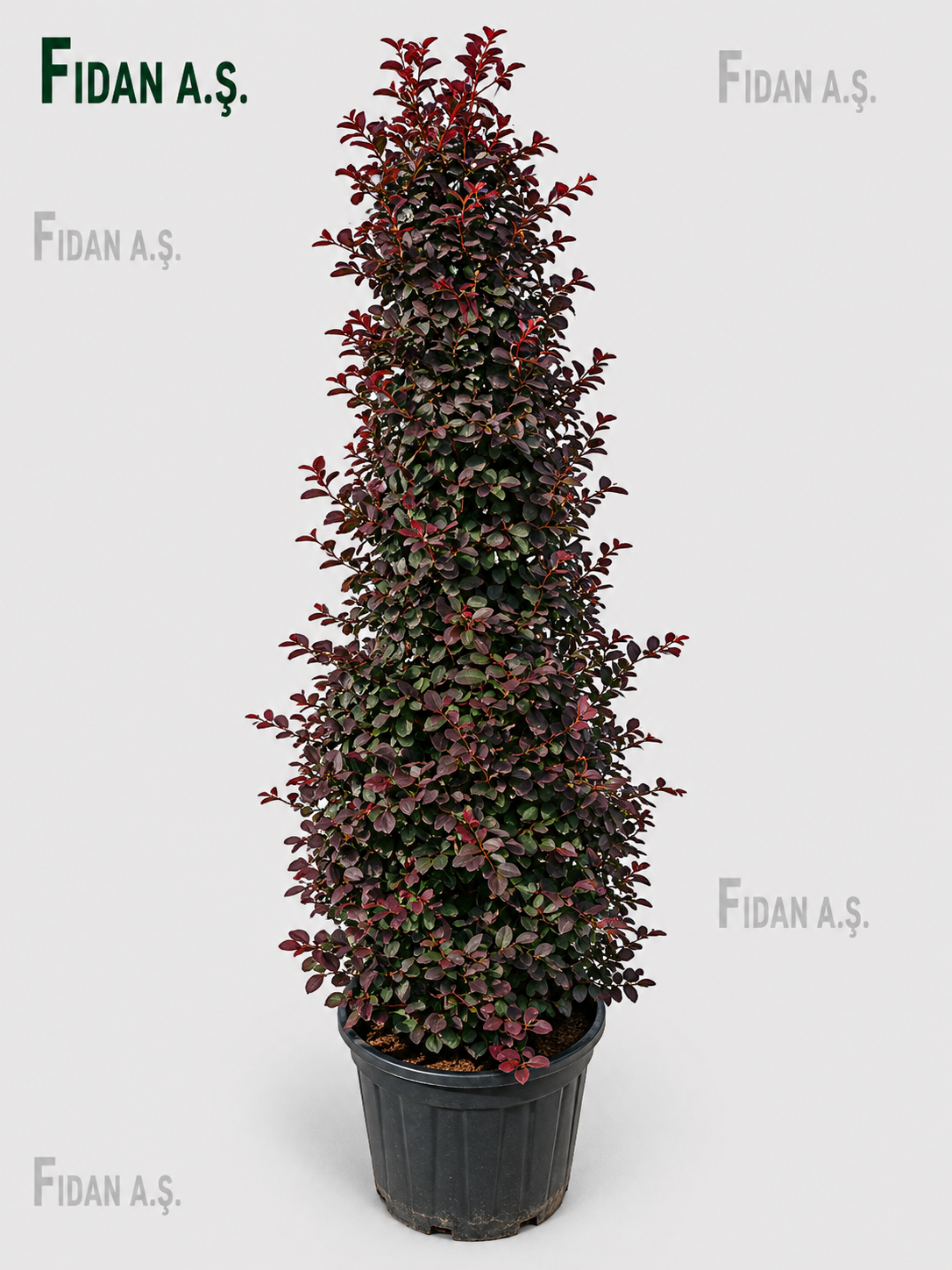 Loropetalum Chinense Pyramidalis