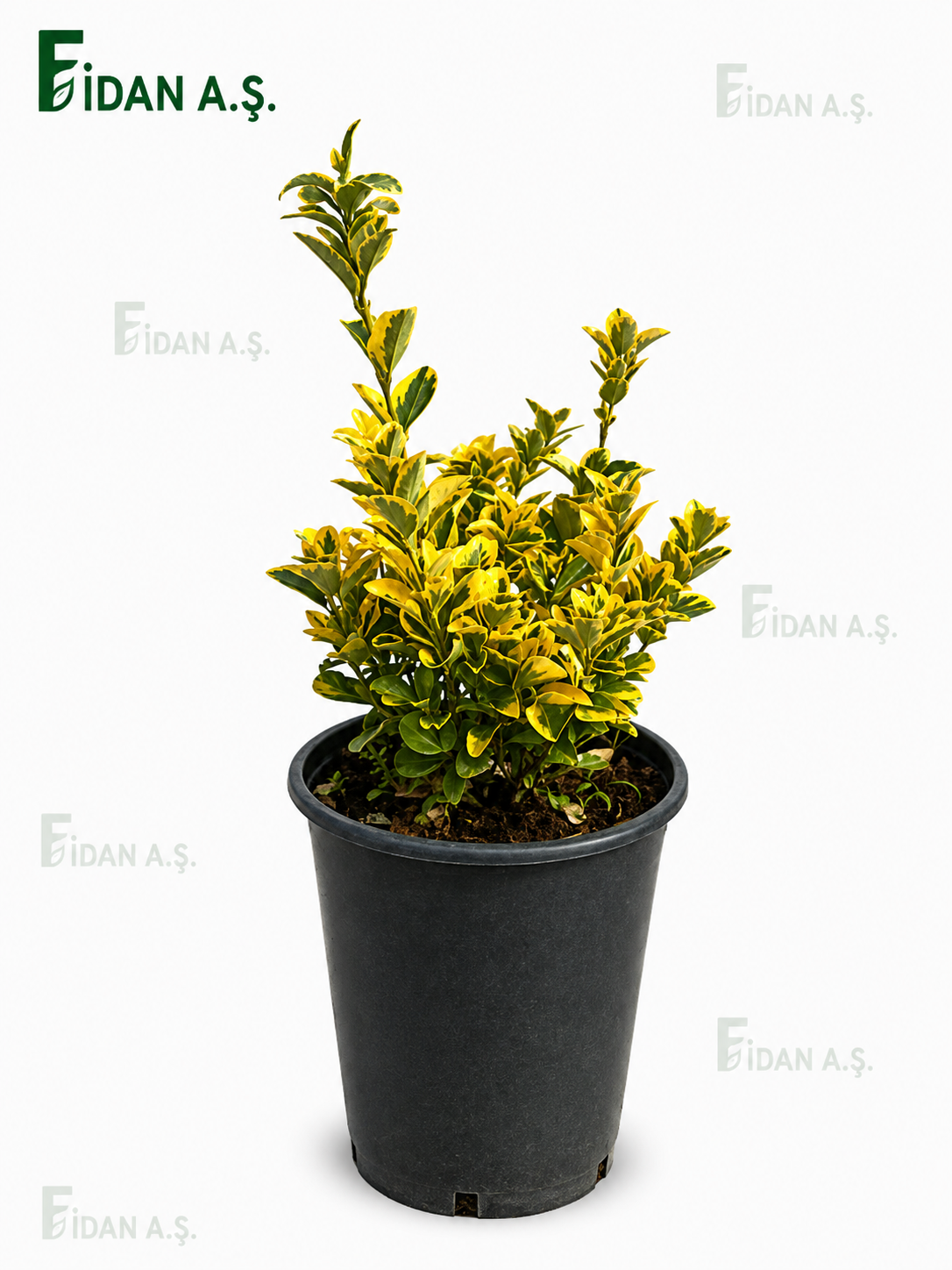 Euonymus Japonica 