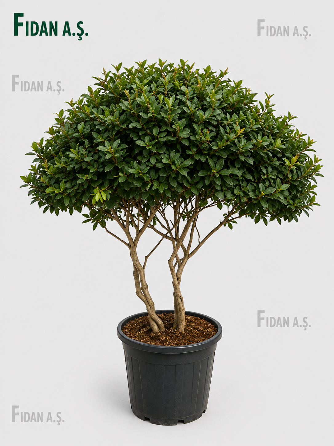Loropetalum Chinense Mushroom