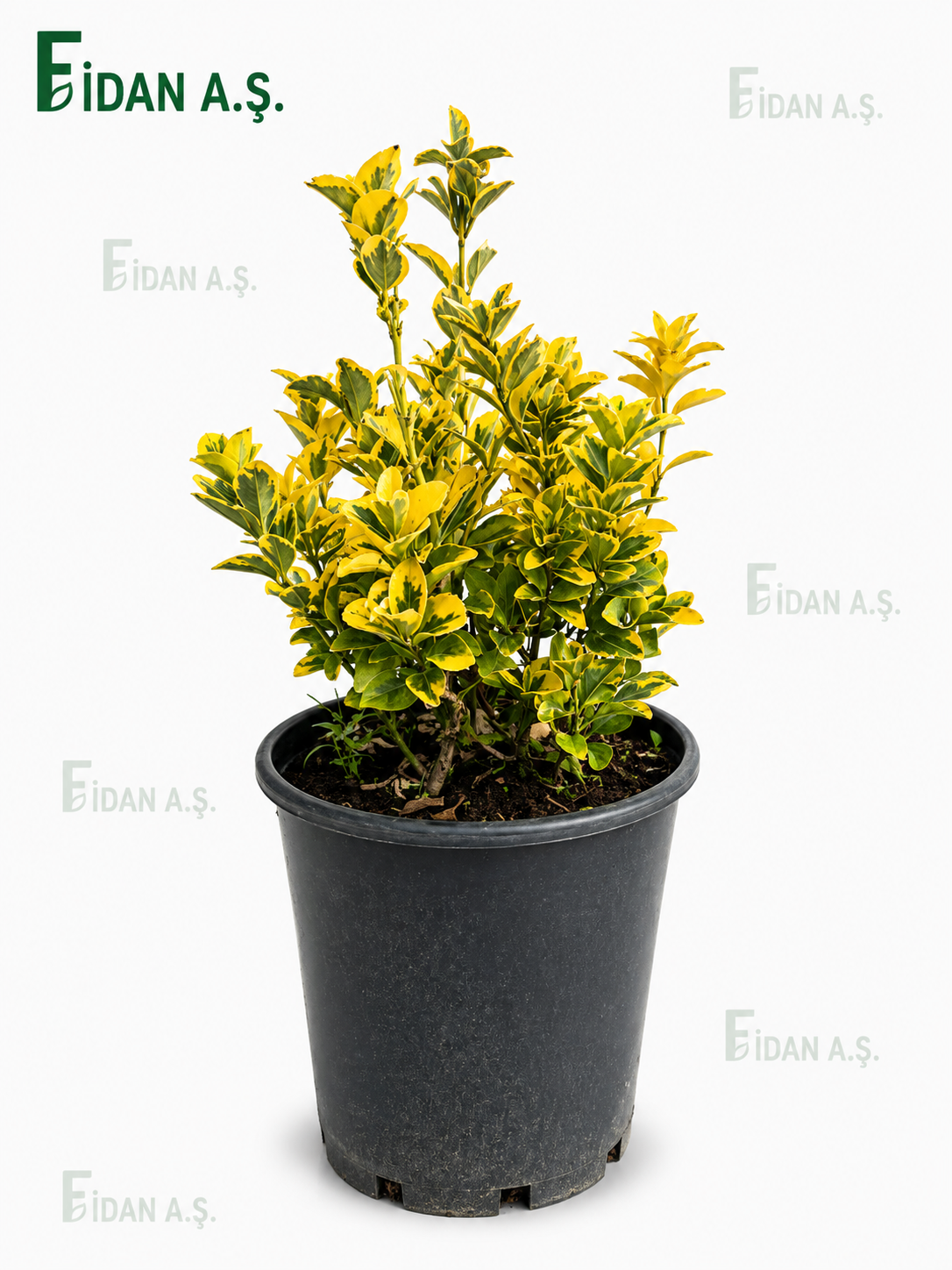 Euonymus Japonica Aurea