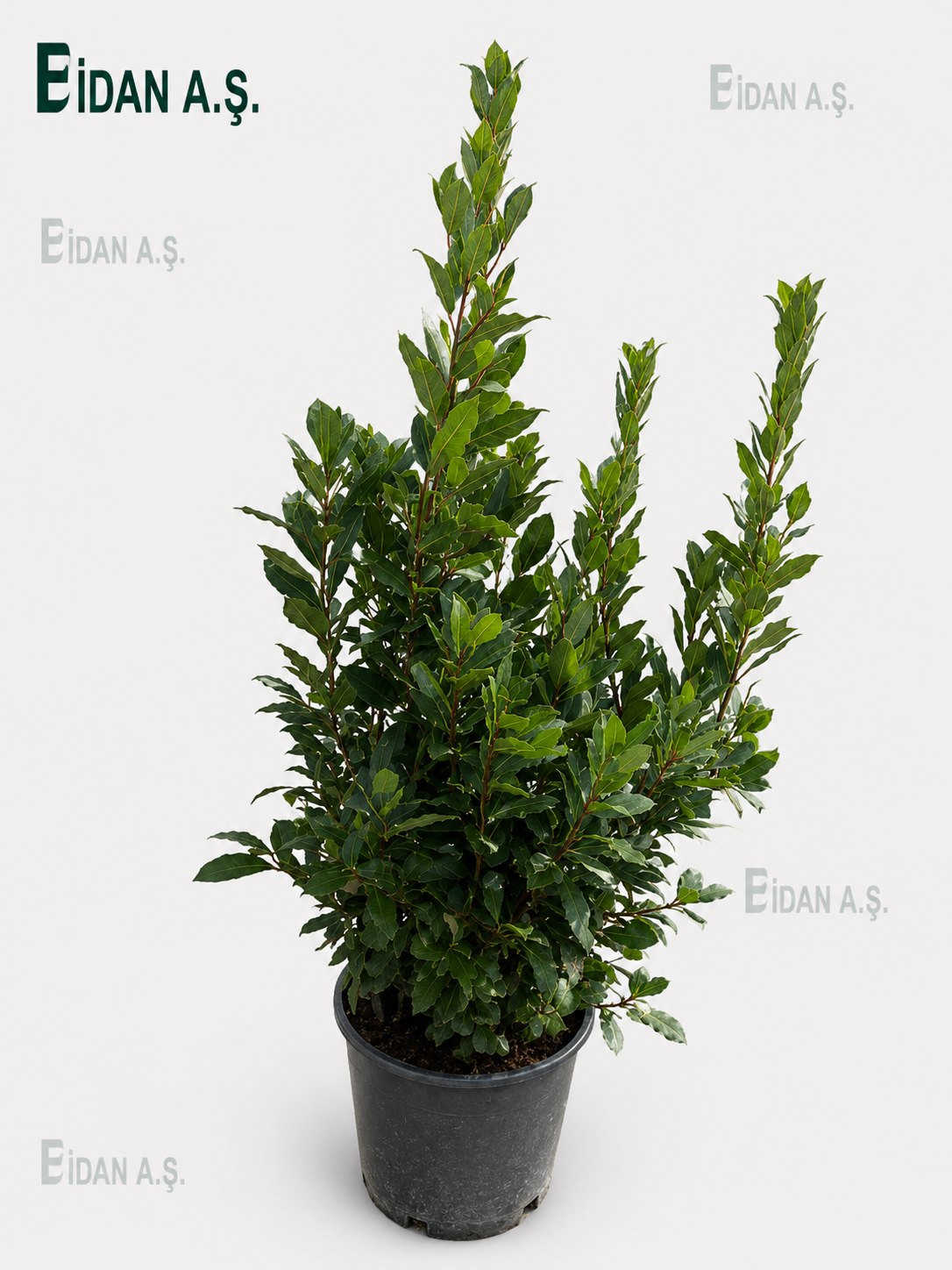 Laurus Nobilis 