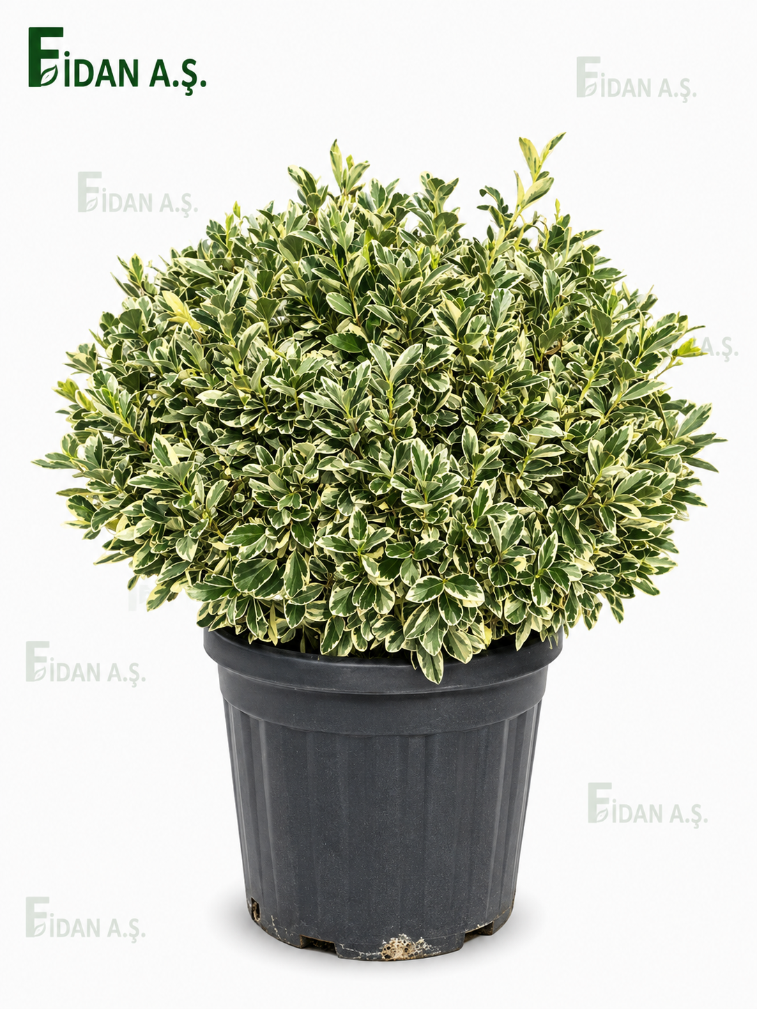Euonymus Japonica  Bravo Ball