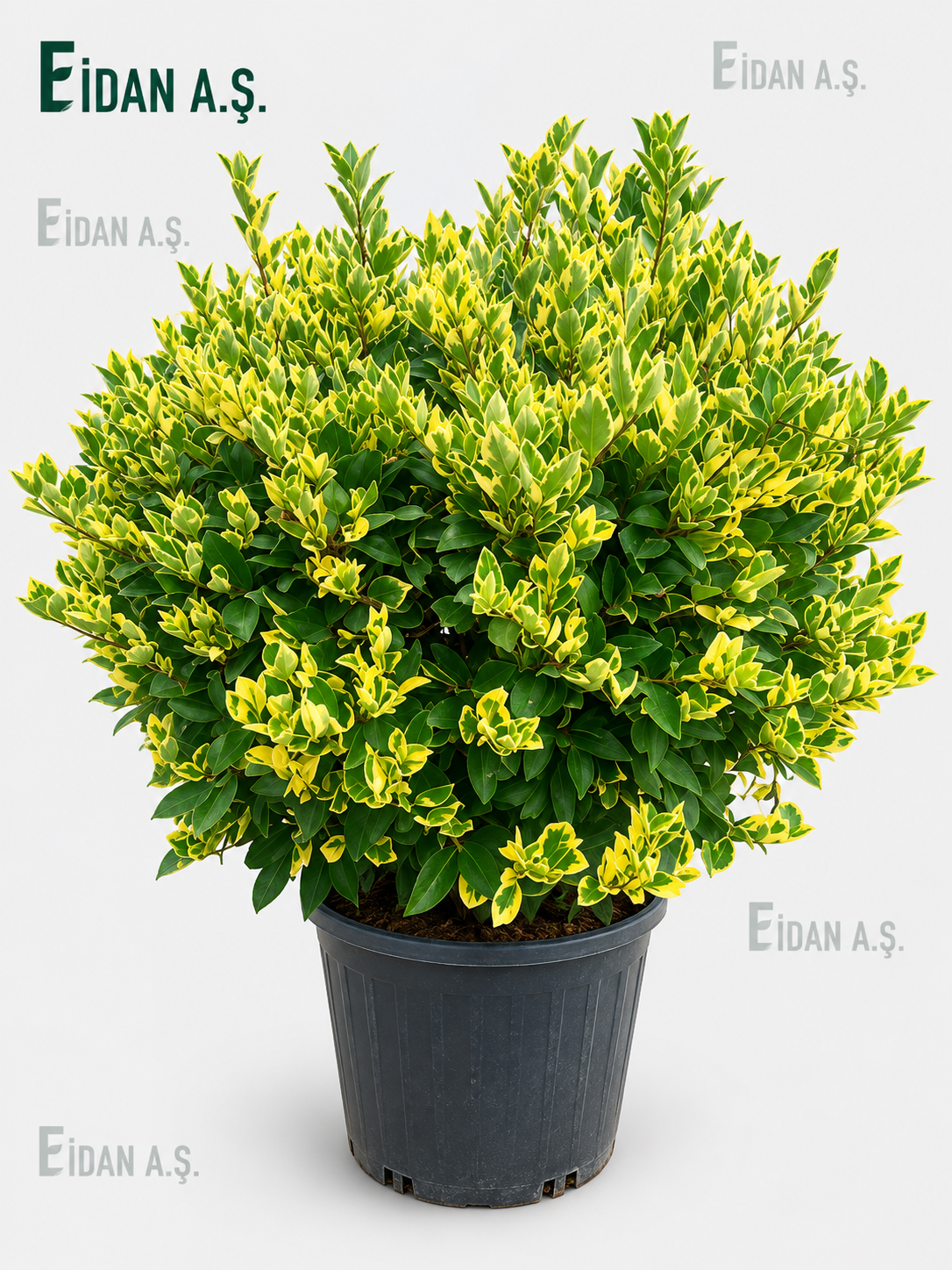 Ligustrum Texanum Varigata Ball