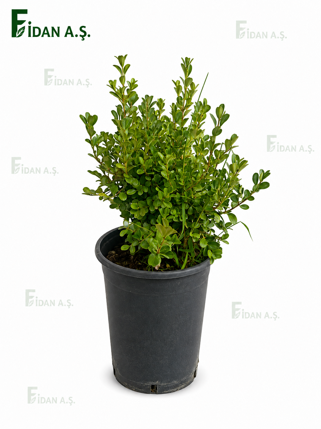 Buxus Microphylla Faulkner (şimşir)