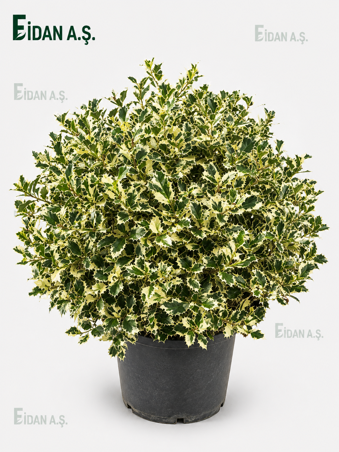 İlex Aquİfolium Variegata Ball