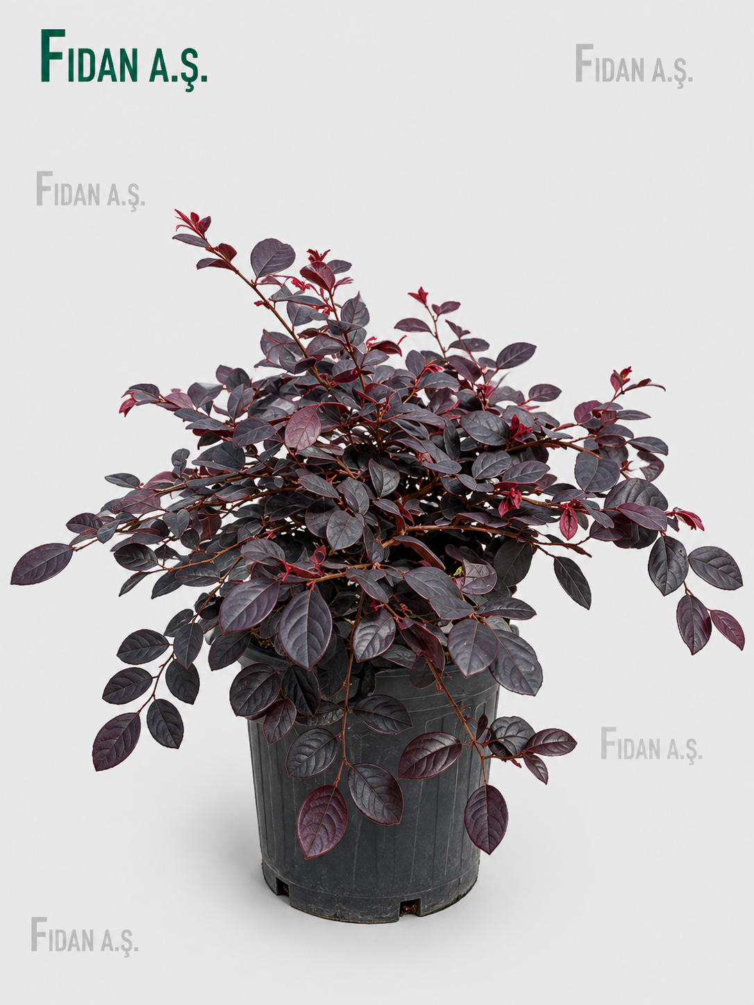 Loropetalum Chinense 