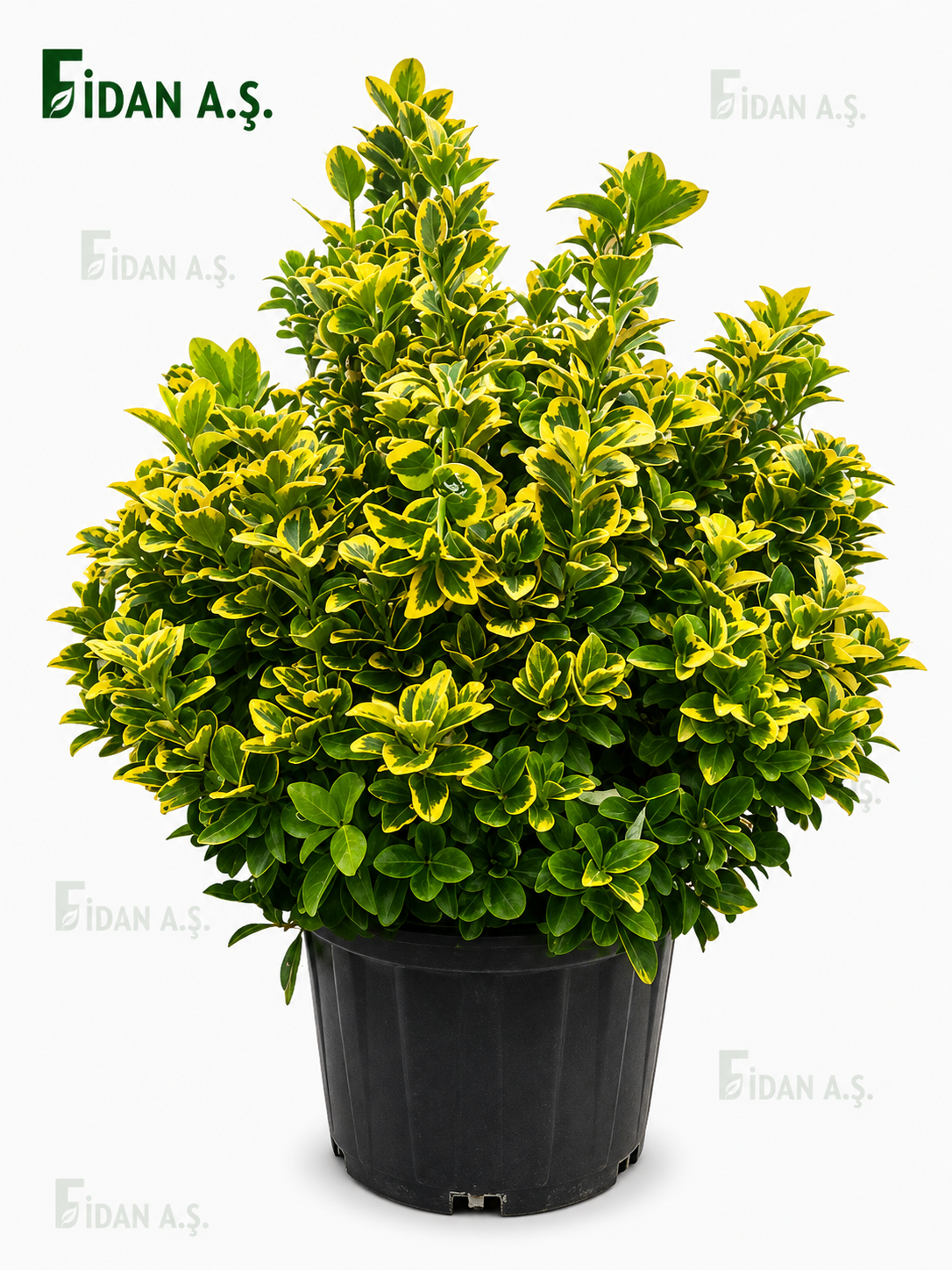 Euonymus Japonica  Bravo Ball