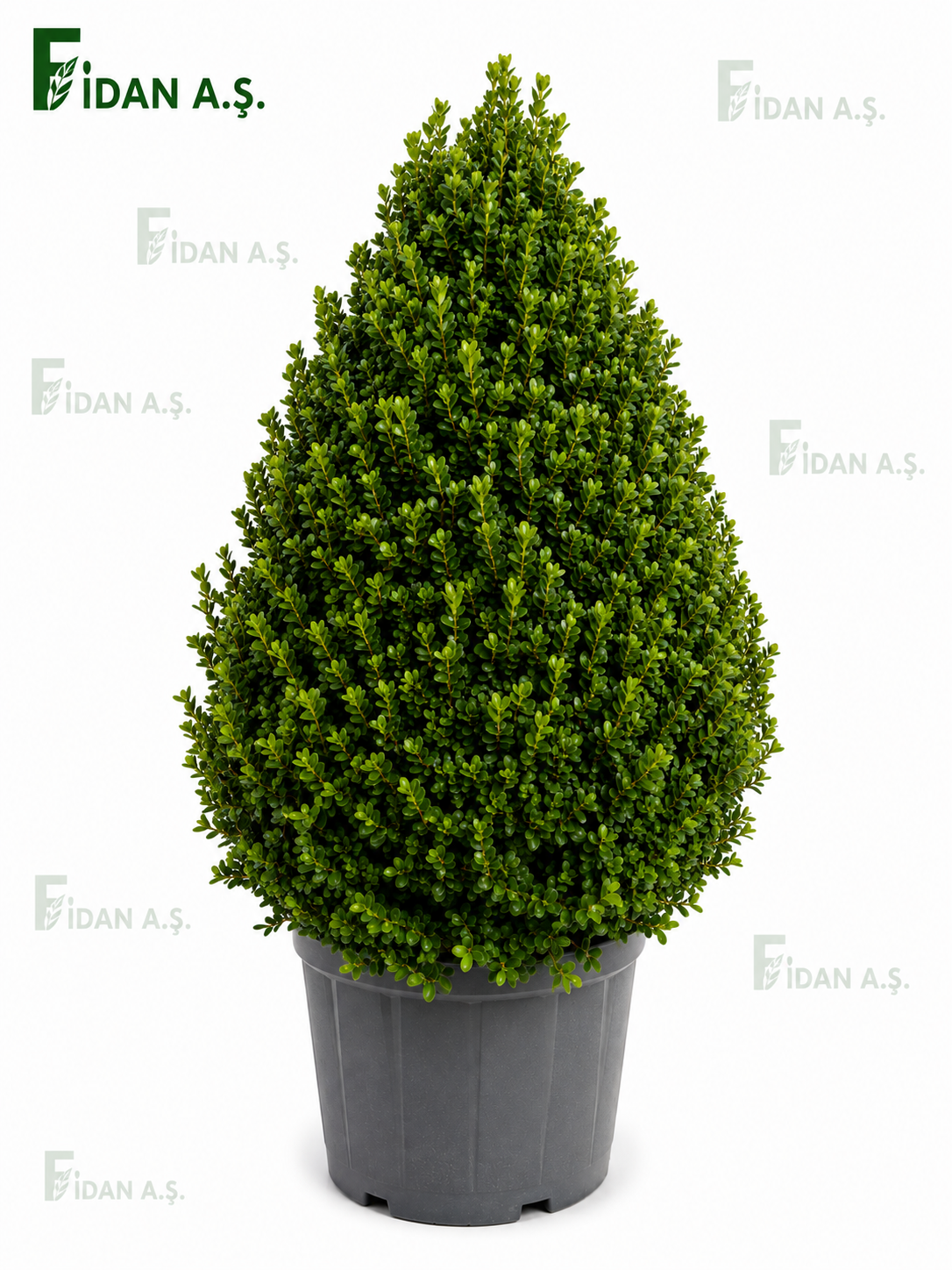 Buxus Microphylla Faulkner Pyramidalis