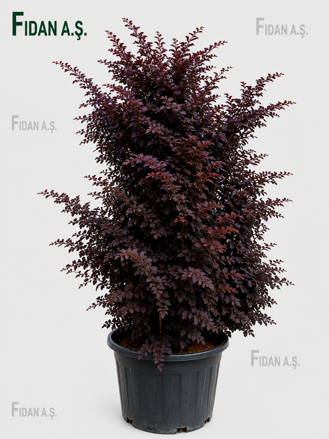 Loropetalum Chinense 