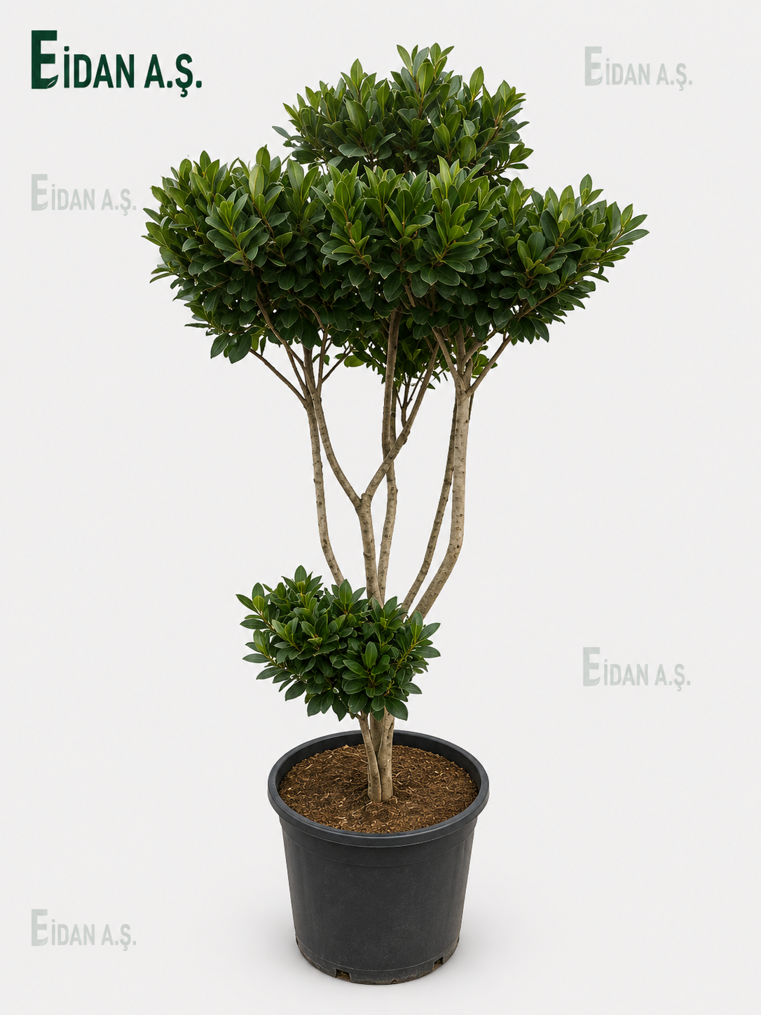 Ligustrum Texanum Pon Pon
