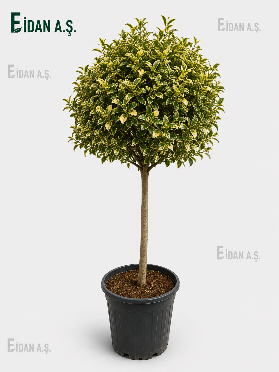 Ligustrum Texanum Variegata