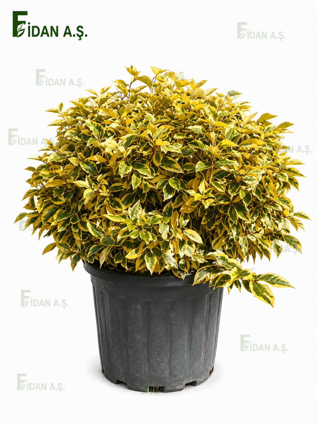 Elaeagnus Ebbingeii Gilt Edge Ball