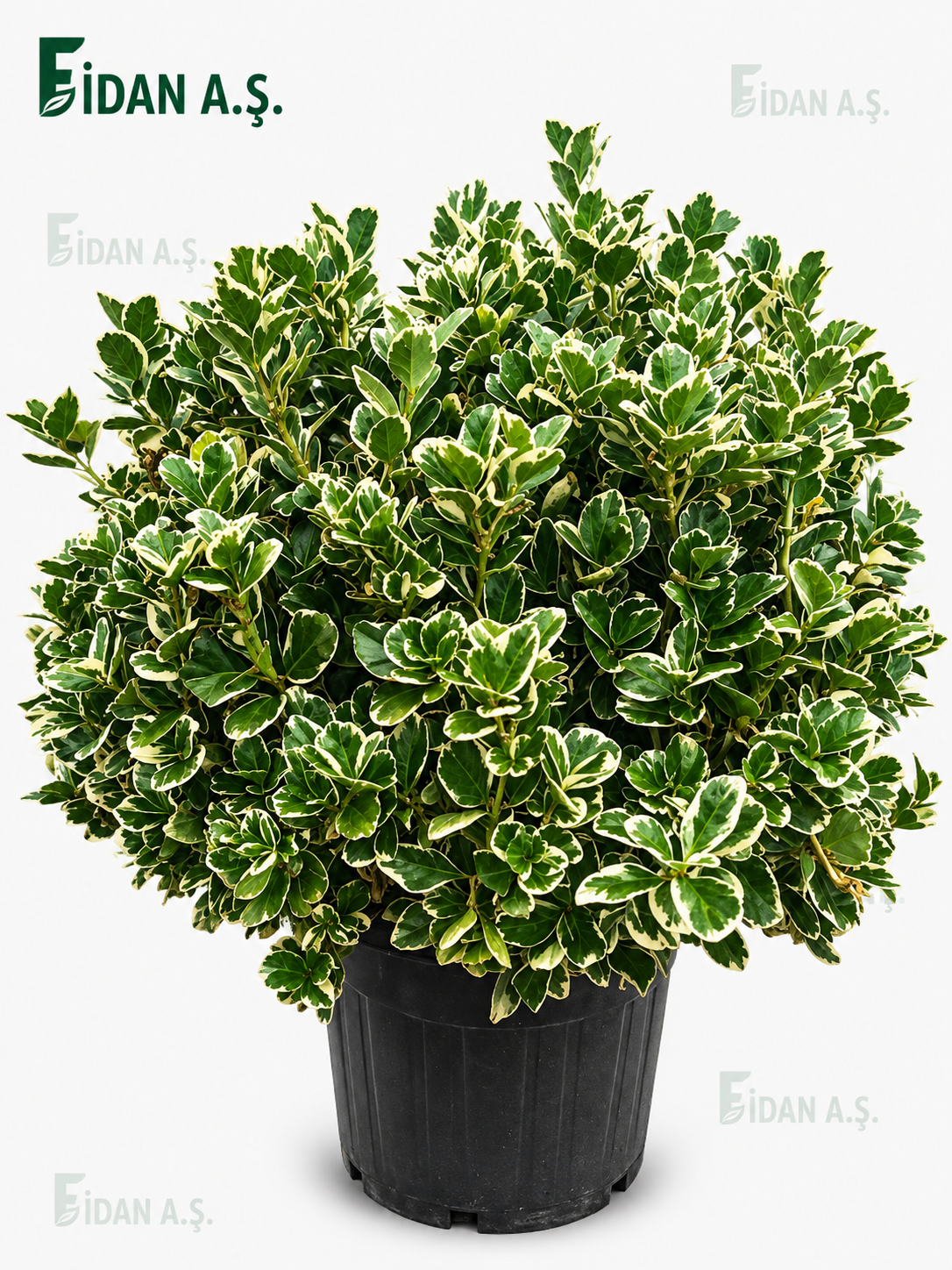 Euonymus Japonica Katy
