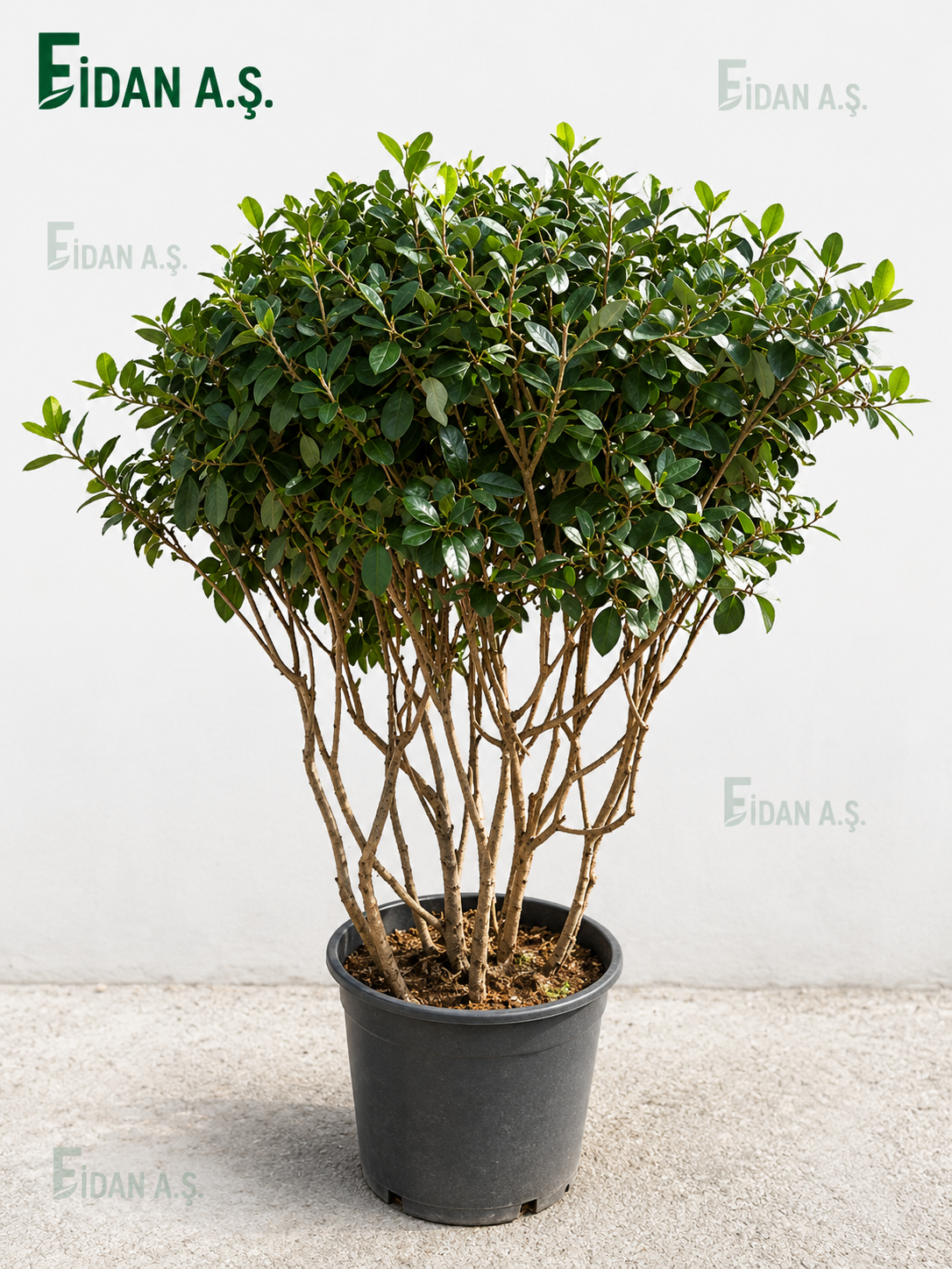 Feijoa Sellowiana  Musroom